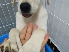 -翊宠yipet猫狗购宠庄园犬舍•猫舍