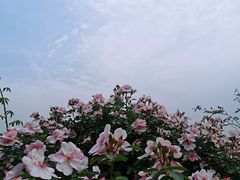 -都江堰玫瑰花溪谷