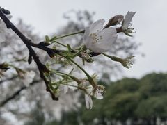 -武汉大学-樱园