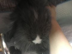 -严国平动物医院(德政总院)