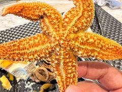 -长沙三景韦尔斯利酒店·Oval全日制餐厅自助餐