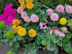 -PETIT PARIS 小巴黎(花园道店)