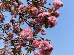 -石家庄市植物园