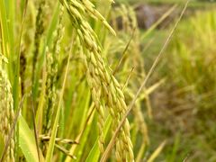 -山旮旯农家菜(曲江店)