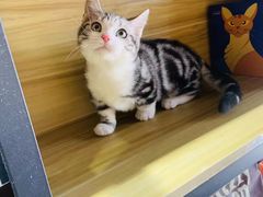-欣宠猫屋·矮脚拿破仑·蓝金金渐层