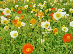 -歌斐颂巧克力小镇