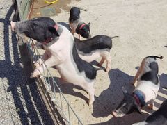 -前小桔亲子创意农场·草莓采摘·露营烧烤