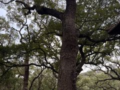 -普陀山风景名胜区-法雨禅寺
