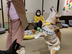 -逗柴咖啡屋·狗咖猫咖宠物桌游