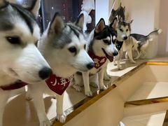 -Husky Go! 哈士奇体验馆·宠物咖啡厅狗咖