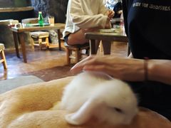-猫猫幼稚园·撸猫·桌游·电玩