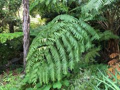 -墨尔本皇家植物园