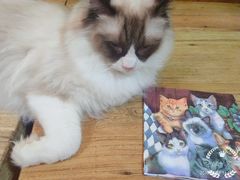 -李小姐の猫咖啡馆(五角场店)