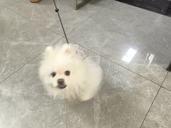-半岛宠物医院24小时(白果林店)