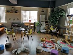 -东方名猫馆·英短金渐层布偶猫舍(环线广场1号楼店)