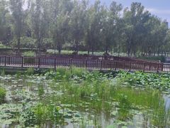 -莲花池公园