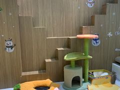 -COLOR PETS 撸猫馆·购猫·猫咖(长风大悦城店)