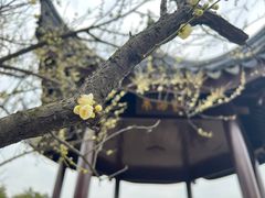 -香雪海