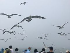 -海驴岛(荣成市)