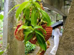 -中国科学院西双版纳热带植物园