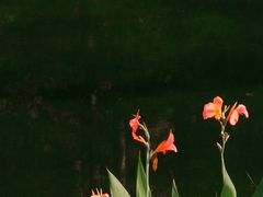 -杭州植物园