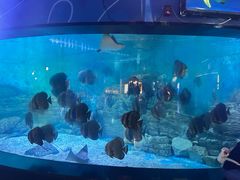 -烟台海昌鲸鲨海洋公园