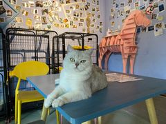 -喵屿·大理花园猫咖