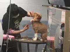 -宠小格时尚宠物生活馆(唐镇店)