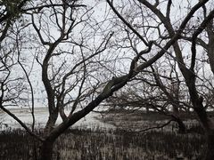 -宝安西湾红树林湿地公园