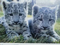 -青藏高原野生动物园