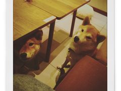 -柴务处·柴犬主题狗咖