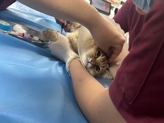 -纳吉亚猫专科动物诊疗中心(蒋宅口分院)