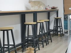 -柴迷FANS CLUB·柴犬狗咖·猫咖