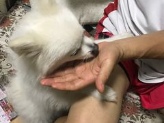 -芭比堂动物医院·24小时·眼科中心(深圳中心)