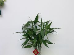 -唐杰口腔(富都广场店)