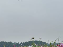 -空港花田景区