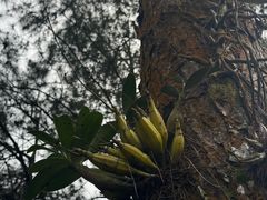 -海南热带雨林国家公园吊罗山景区
