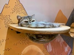 -滚猫咖啡·猫咖·猫友好撸猫(未来城店)