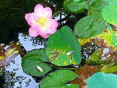 -东山雕花楼