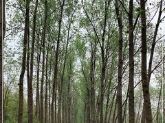 -合肥滨湖国家森林公园