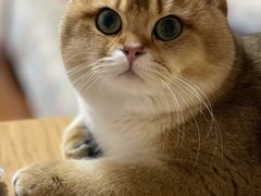 -猫大福·Fortune Cat猫舍(百子湾店)