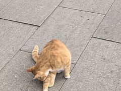-西园寺素食(西园弄戒幢律寺店)