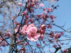 景点-铁山坪森林公园