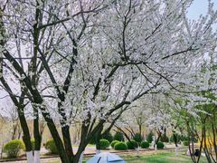 -永定河休闲森林公园