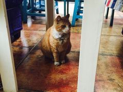 iphone_upload_pic-Sirena海妖日咖夜酒