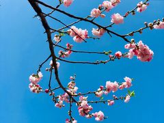 -南汇桃花村