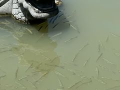 -昆山城市生态森林公园