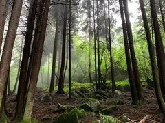 -武陵山森林公园
