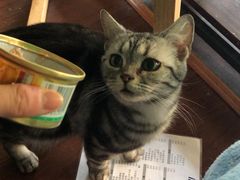 -李小姐の猫咖啡馆(五角场店)