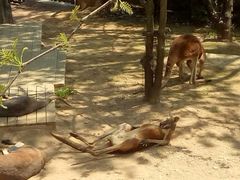 -大连森林动物园